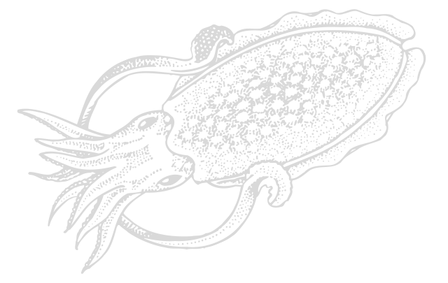 墨鱼