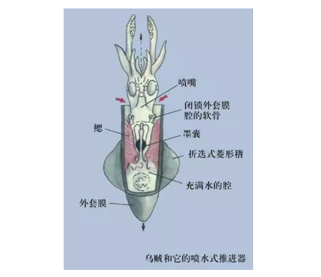 其实，墨鱼的“黑汁”也满满都是营养